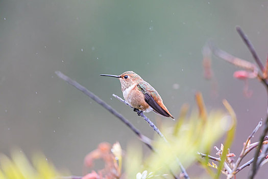 蜂鸟,栖息,枝条,雨