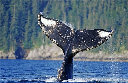 驼背鲸,大翅鲸属,鲸鱼,潜水,展示,鲸尾叶突,阿拉斯加,北美