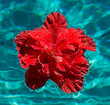 红色,木槿,花,漂浮,游泳池