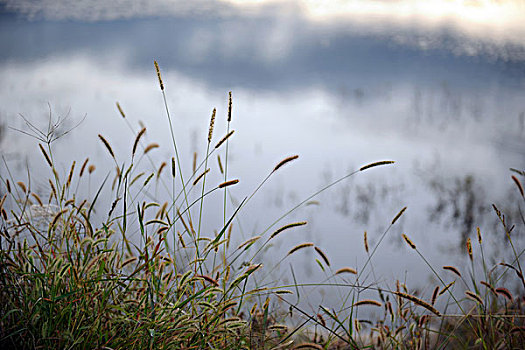 野草