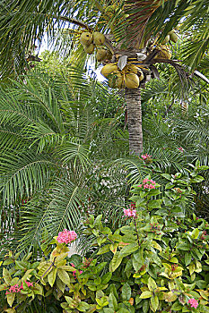阿鲁巴,文艺复兴,岛屿,椰树
