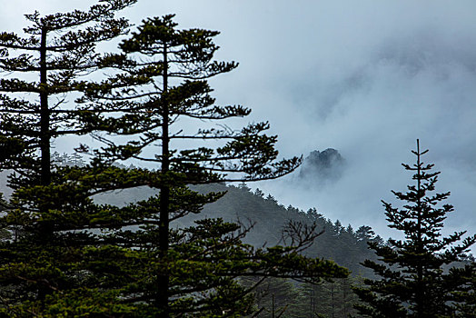 神农架,神农顶,风景,景点,旅游,高山,瀑布,河流,神秘,树木,植被,石头,鄂西,云海,峡谷,壮观