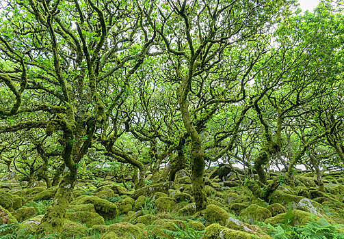 木头,老,橡树,树林,达特姆尔高原,国家公园,英格兰,英国,欧洲