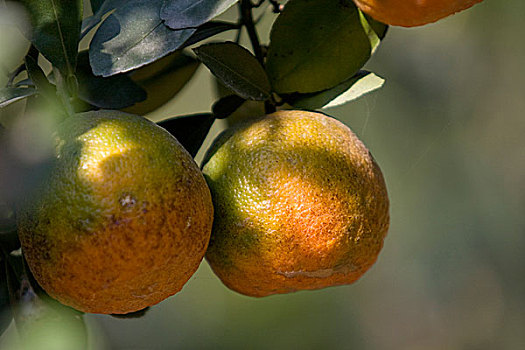 橘子,成功,孟加拉,培育,橙子,十二月,2008年