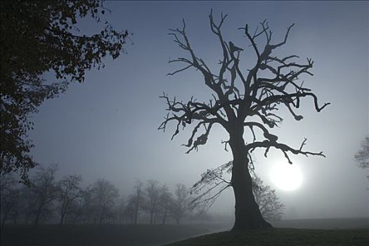 树,剪影,雾,冬天,德国
