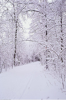 滑雪道,树林