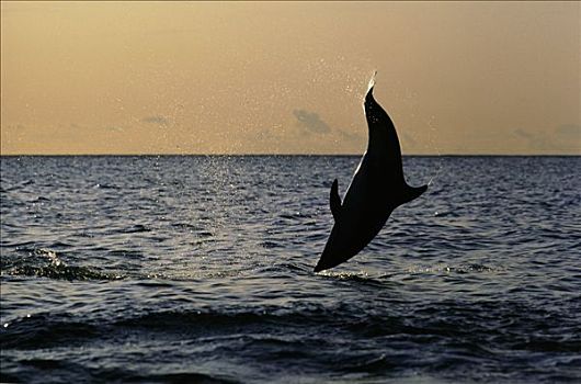暗黑斑纹海豚,乌色海豚,跳跃,日出,新西兰