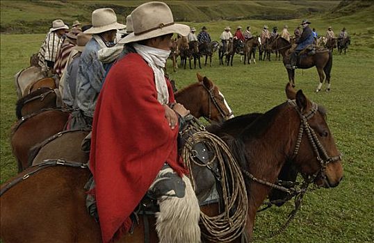 牛仔,排队,庄园,安迪斯山脉,牛,圈拢,厄瓜多尔