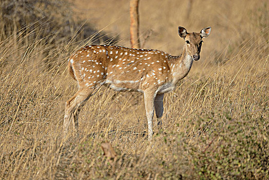 轴,鹿,花鹿,雌性,树林,国家公园,保护区,古吉拉特,印度,亚洲