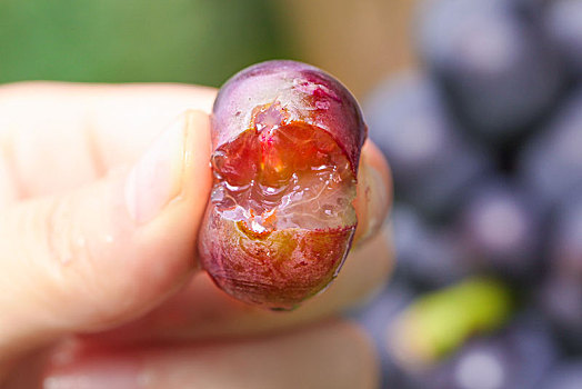 手拿掰开的葡萄