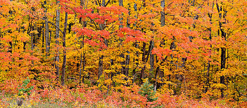 枫树,边缘,树林,靠近,公路,阿尔冈金省立公园,安大略省,加拿大