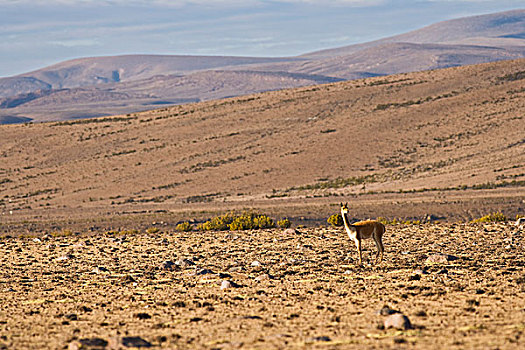 小羊驼,喇嘛,高原,国家级保护区,智利
