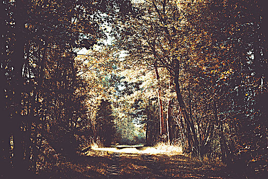 林道,树,秋天,亮光