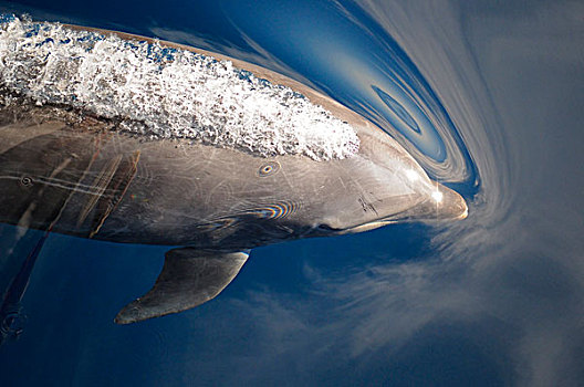 普通,宽吻海豚,海豚,成年,喷涌,仰视,表面,水,科特兹海,墨西哥