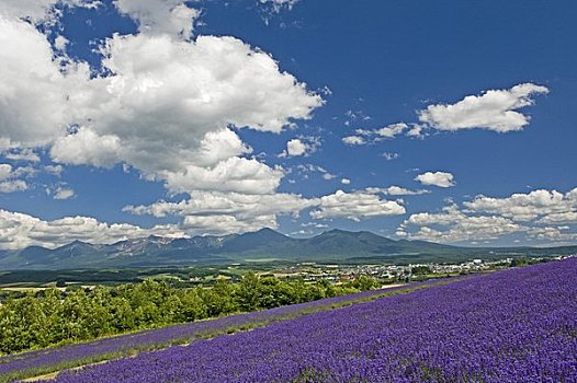 花,陆地