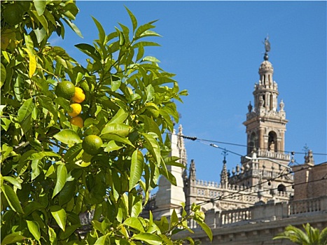 柑橘,树,华丽,大教堂,塞维利亚,西班牙