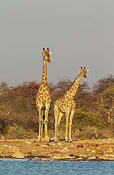 南非,长颈鹿,雄性,左边,美女,看,环境,水坑,接近,埃托沙国家公园,纳米比亚,非洲