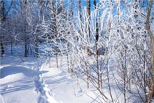 脚印,雪地,冬日树林