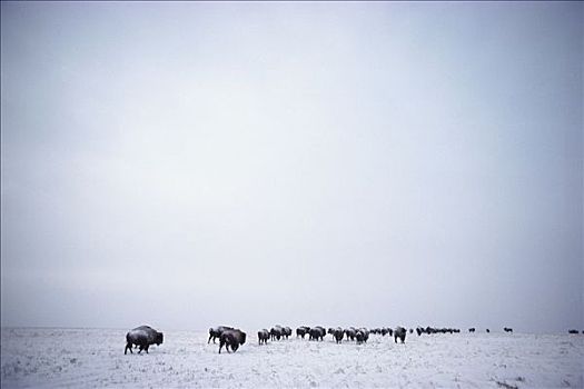 美洲野牛,野牛,牧群,积雪,草原,南达科他