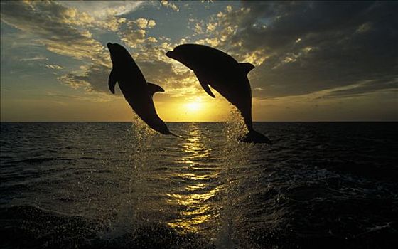 宽吻海豚,一对,跳跃,日出,洪都拉斯,中美洲