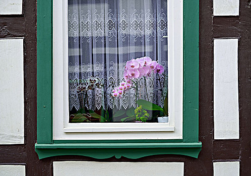 兰花,窗户,哈尔茨山,德国,山