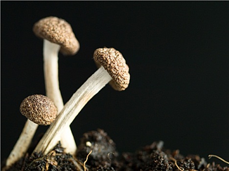 年輕,蘑菇,富饒,土地