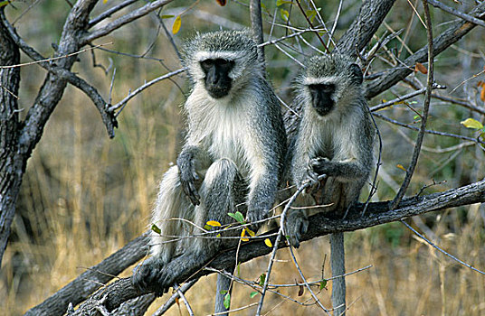 长尾黑颚猴,克鲁格国家公园,南非,非洲