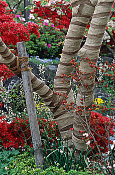 树枝,布,红花,花园