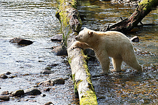 白灵熊,美洲黑熊,灵熊,河,大熊雨林,不列颠哥伦比亚省,加拿大