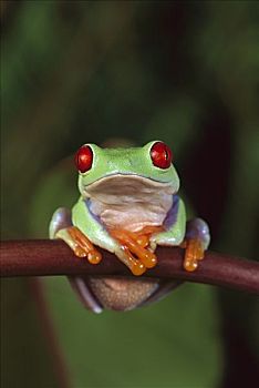 红眼树蛙,肖像