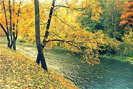 旧式,照相,秋日树林,河