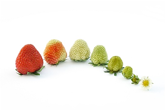 草莓,生长,隔绝,白色背景