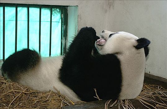 大熊猫,拿着,幼兽,嘴,中国,研究中心,卧龙自然保护区