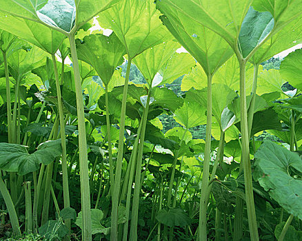 日本,蜂斗叶属植物