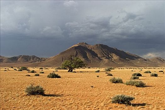 干燥,风景,雷暴,农场,纳米比亚,非洲