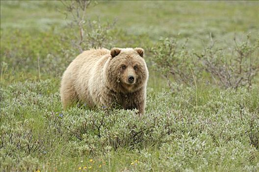 棕熊,漫游,苔原,德纳里峰国家公园,阿拉斯加,美国