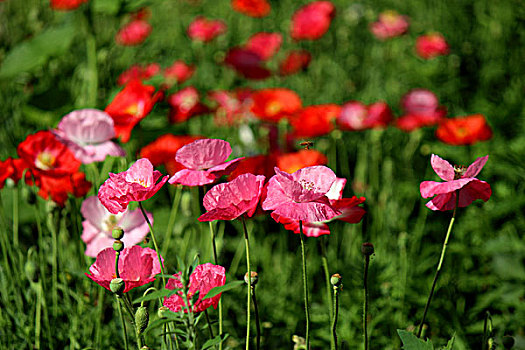 花花草草