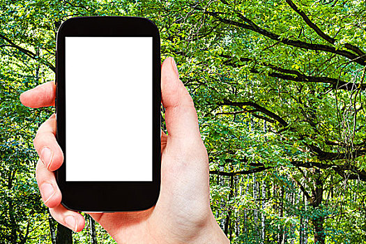 智能手机,绿色,橡树,枝条,夏天,树林