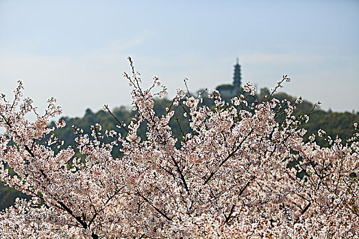 樱花季