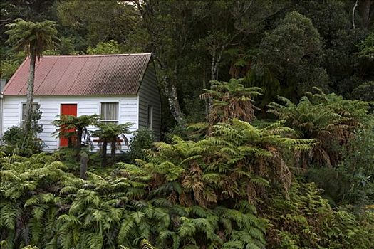 隔绝,木屋,雨林,新西兰