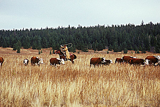 牛仔,牛,不列颠哥伦比亚省,加拿大