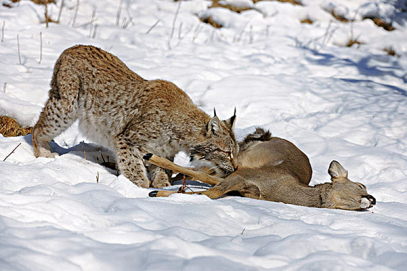 猞猁,雌性,捕食,狍子,狍属,俘获,图林根州,德国,欧洲_高清图片_全景