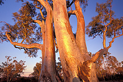 澳大利亚,南澳大利亚州,红河,桉树