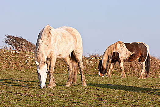 马,放牧,地点,靠近,流行,骑马,中心,旅游,本地人,彭布鲁克郡,沿海小路,威尔士,英国