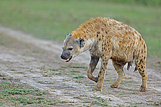 斑鬣狗,女性,走,展示,马赛马拉,肯尼亚