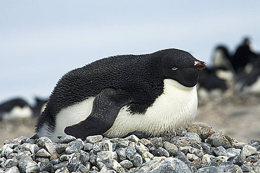 阿德利企鹅,孵卵,蛋,巢穴,保利特岛,南极半岛,南极
