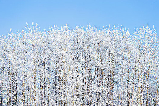 白霜,树,蓝天背景,艾伯塔省,加拿大