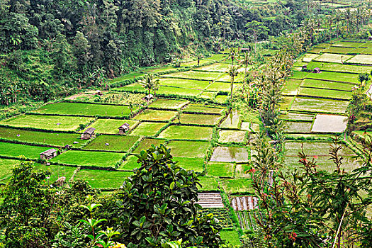 稻田,巴厘岛,印度尼西亚,亚洲