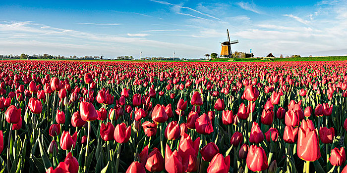 地点,红色,郁金香,风车,背景,北荷兰省,荷兰