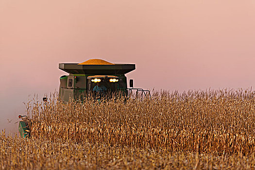 农业,联合收割机,收获,谷物,玉米,黄昏,朦胧,秋天,晚间,靠近,明尼苏达,美国